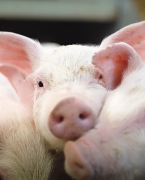 Internationale studerende vinder pris med dokumentarfilm om griseavlere
