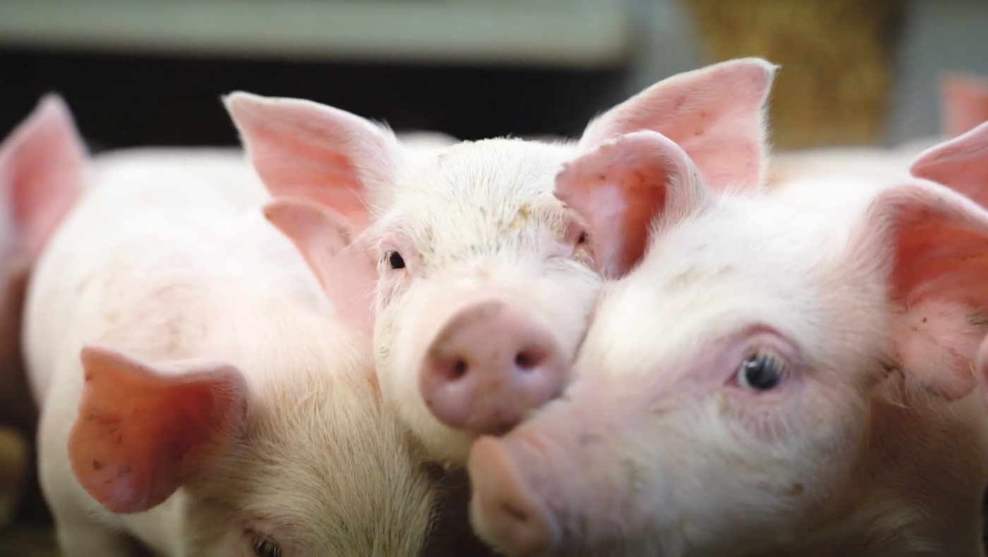 Internationale studerende vinder pris med dokumentarfilm om griseavlere